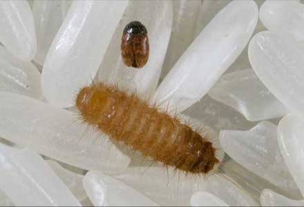 Khapra Beetle