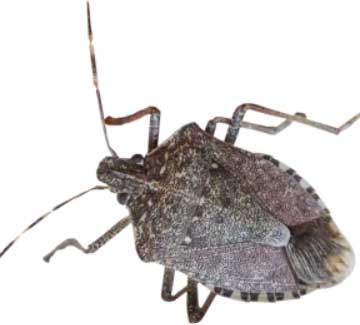 Brown Marmotated Stink Bug