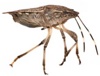 Brown Marmotated Stink Bug